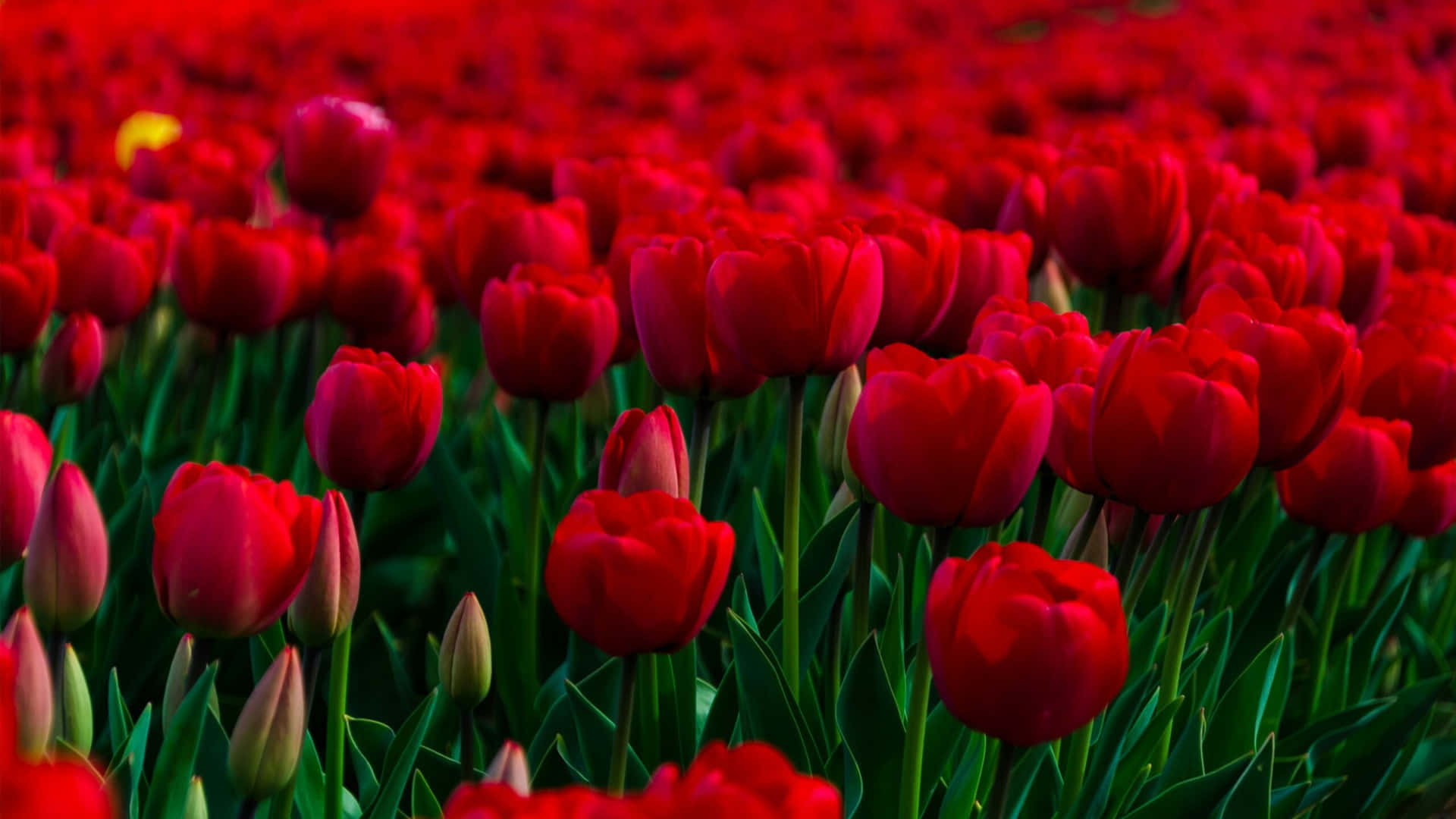 A Field Of Red Tulips In Bloom