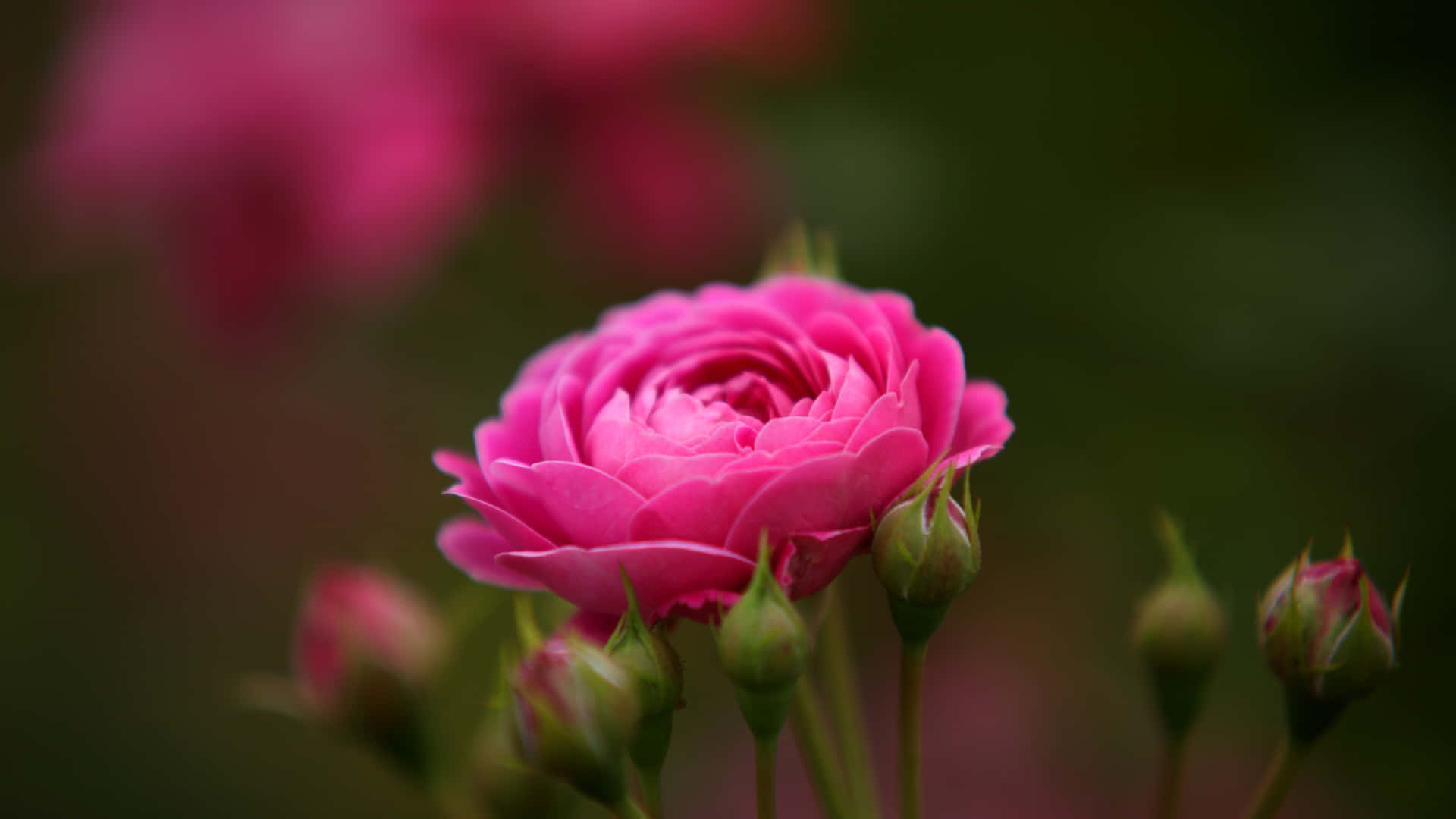 1440pbakgrund Med Fullblommad Rosa Ros