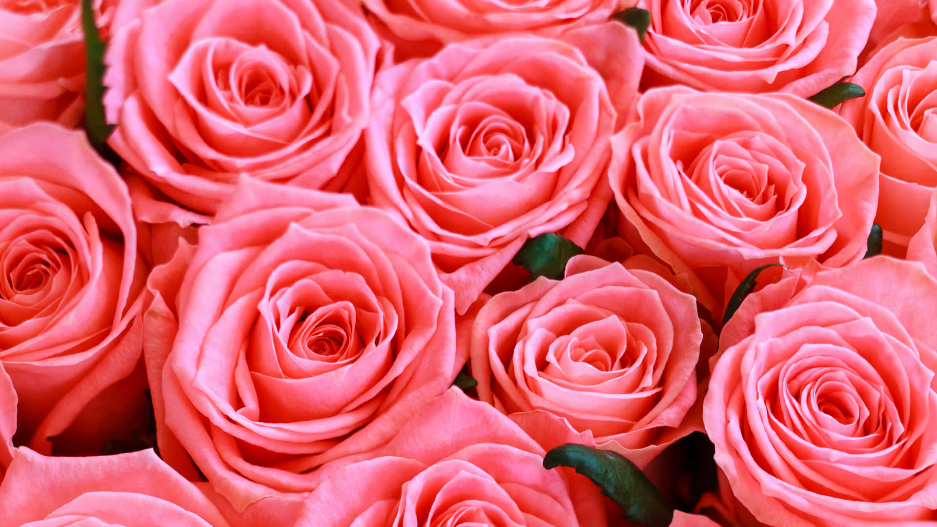 1440p Close Up Coral Roses Background