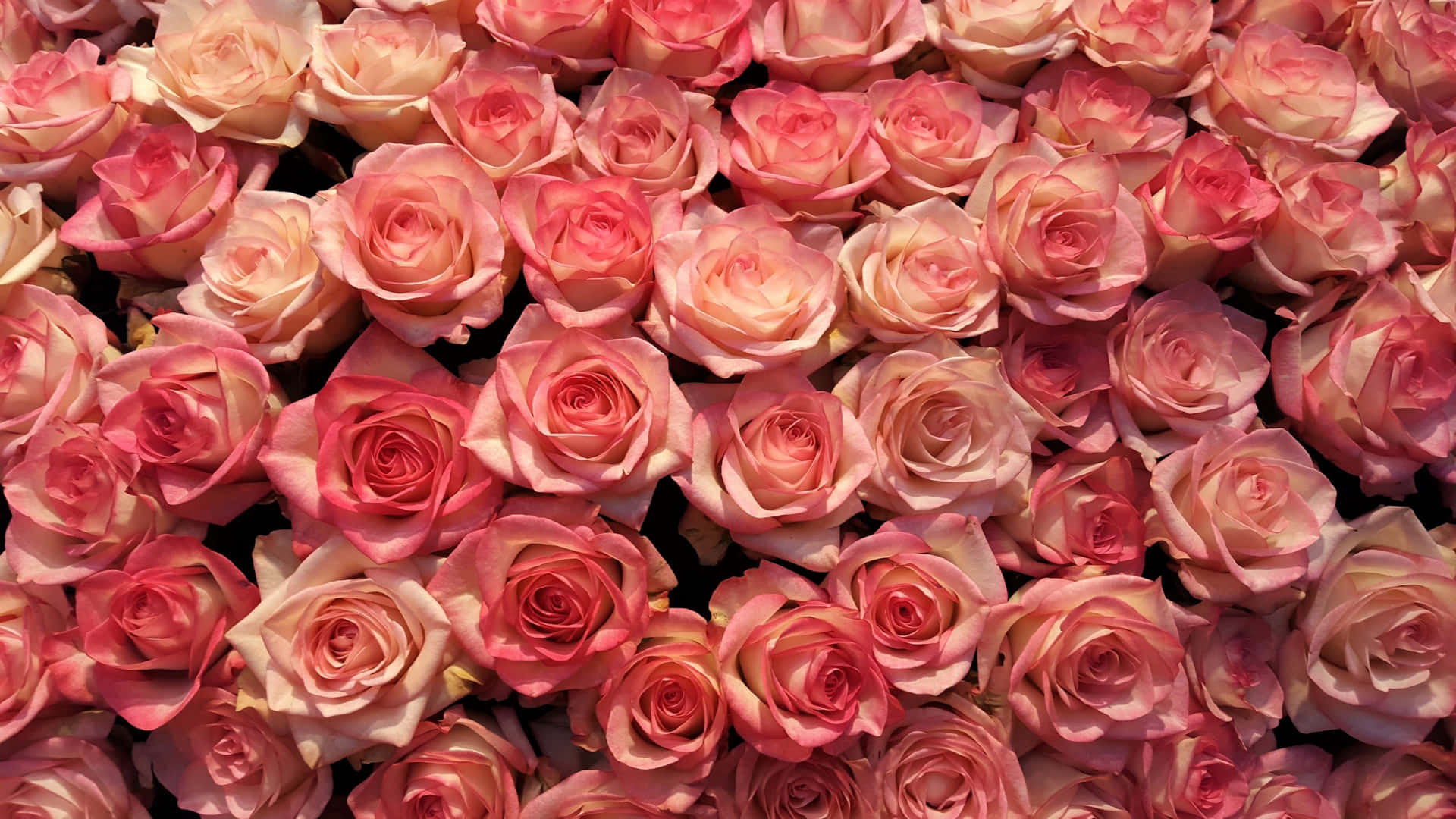 1440pbakgrund Med Rosa Nyanser Av Rosor.