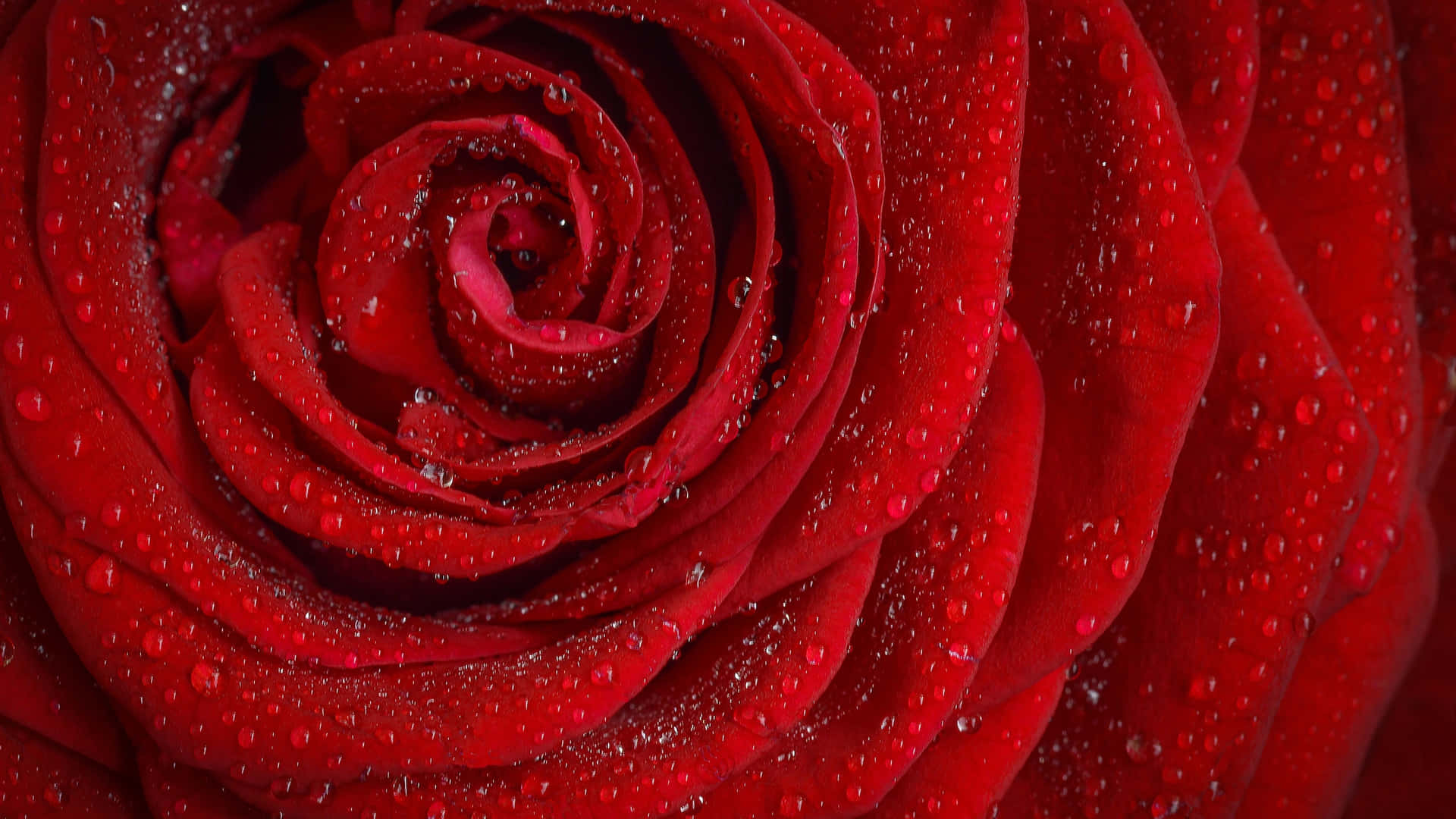 Sfondocon Vista Dall'alto Di Una Rosa Rossa A 1440p Con Goccioline