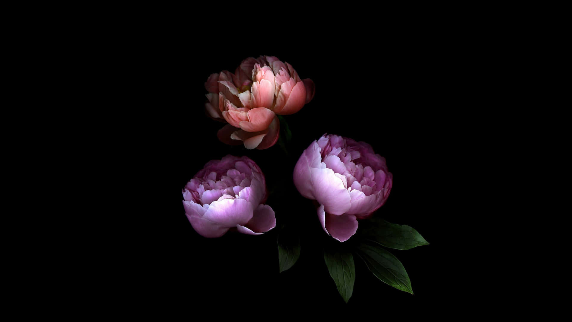 Tre pink blomster på en sort baggrund