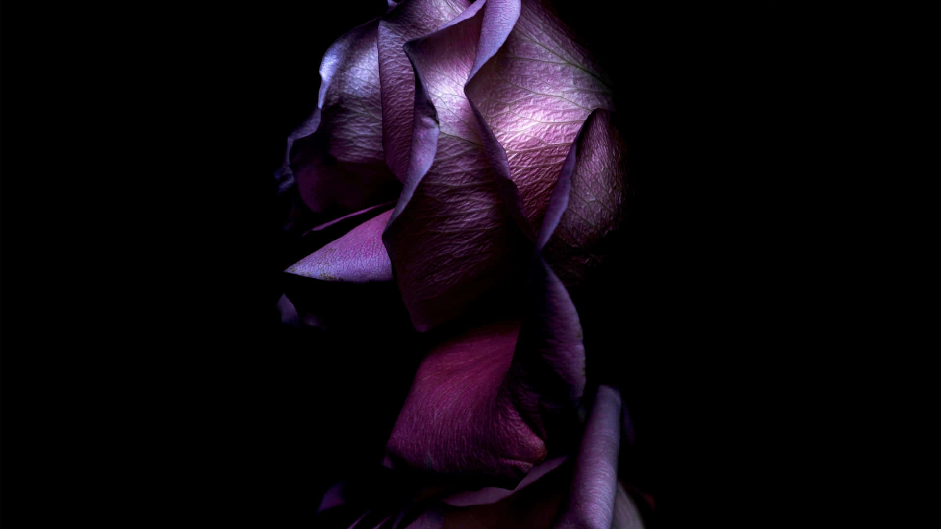 1440p Black Aesthetic Rose Background