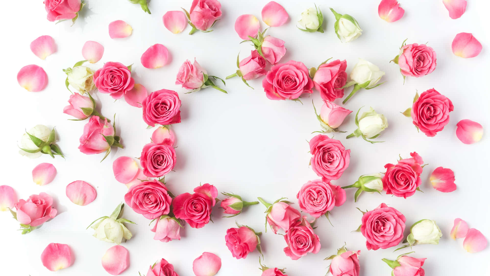 1440prosa Rosen, Blüten Und Blätter Hintergrund