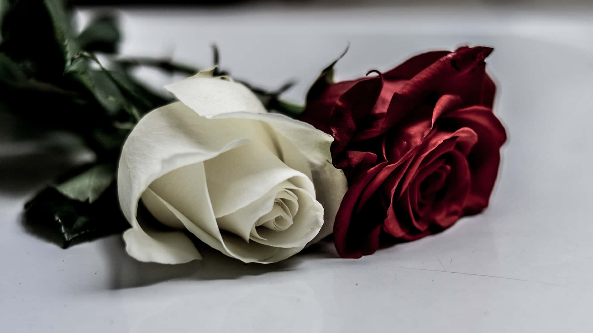 1440p White And Red Roses Background