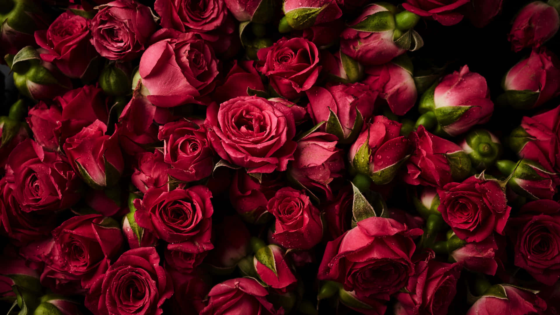 1440p Top View Shot Roses Background