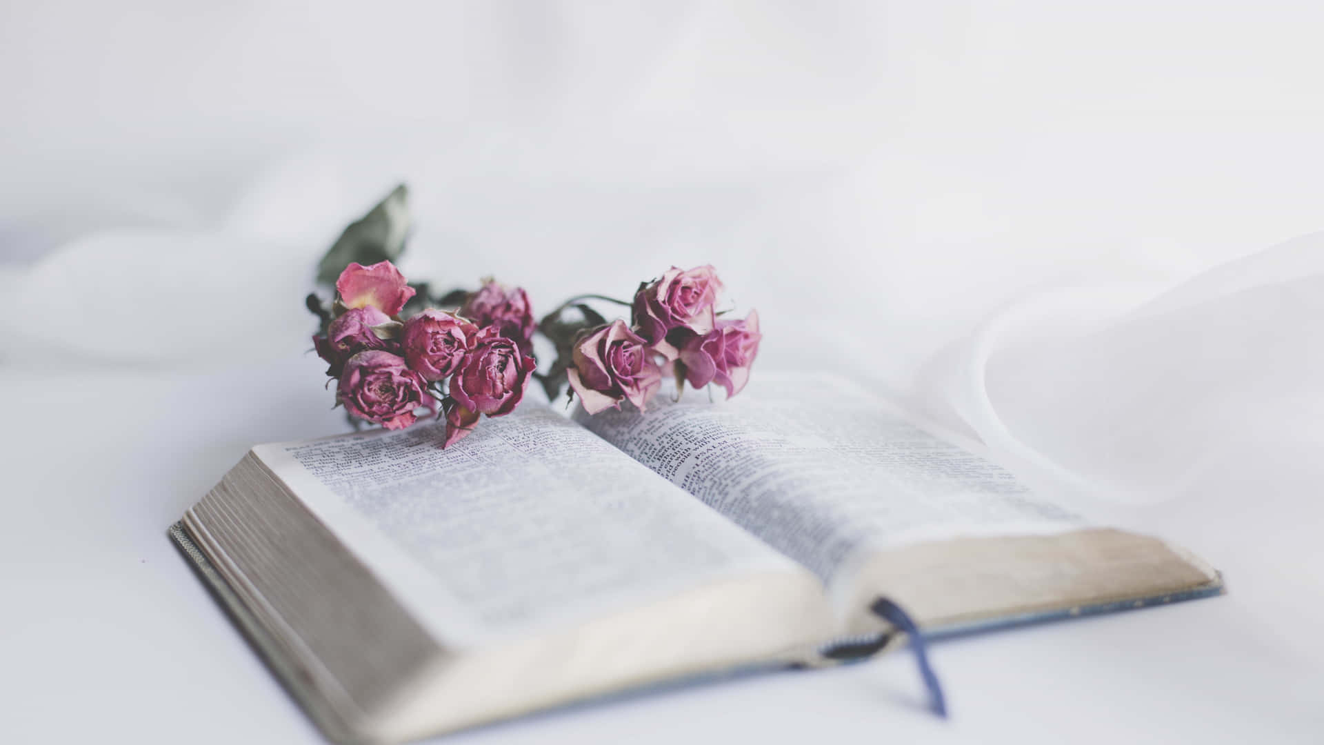 1440p Pink Roses On Bible Background