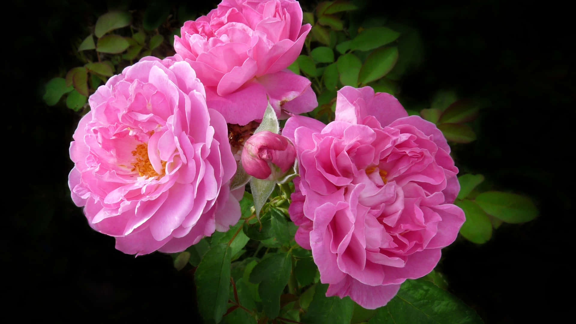 1440psfondo Tre Rose Damascene