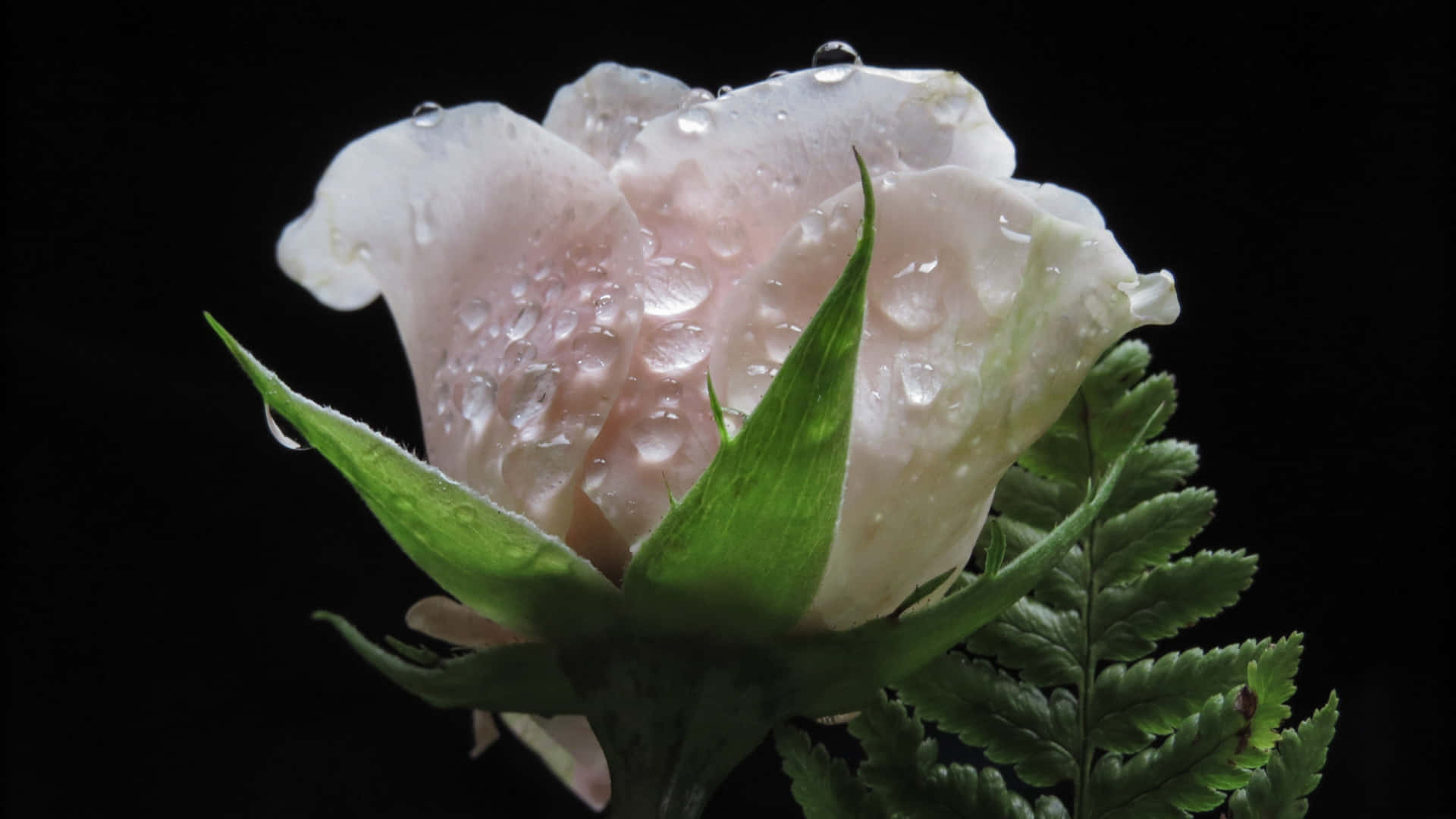 1440p Single White Rose With Droplets Background