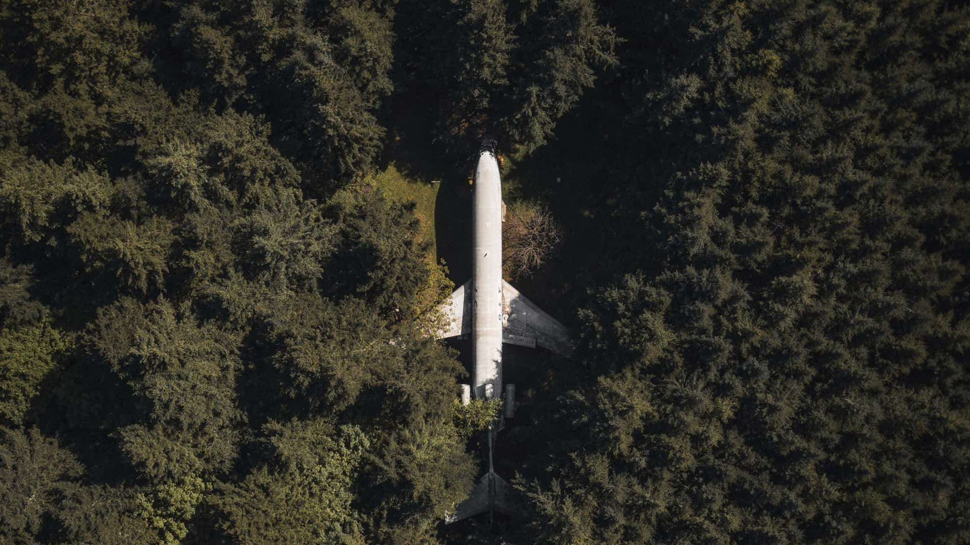 Flugzeugim Wald 1440p Hintergrund Für Kleine Flugzeuge