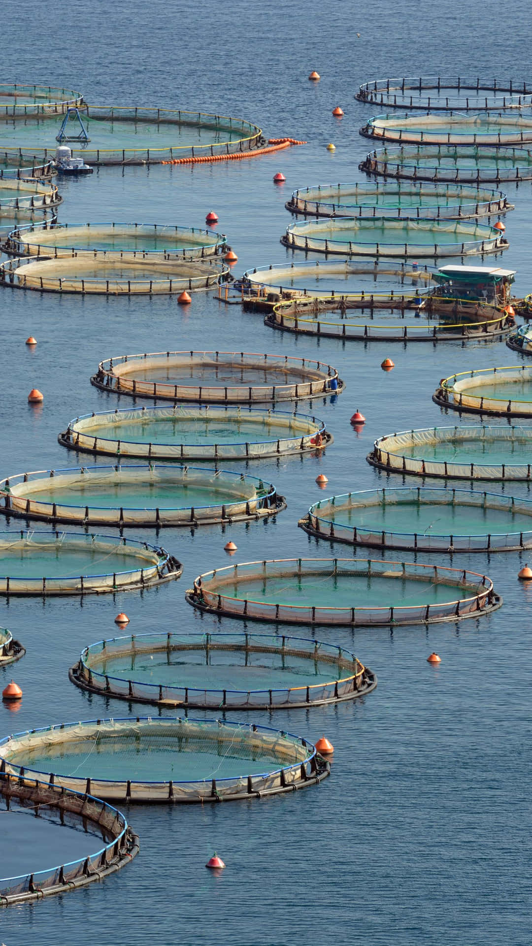 A Large Group Of Fish Farms In The Ocean Wallpaper