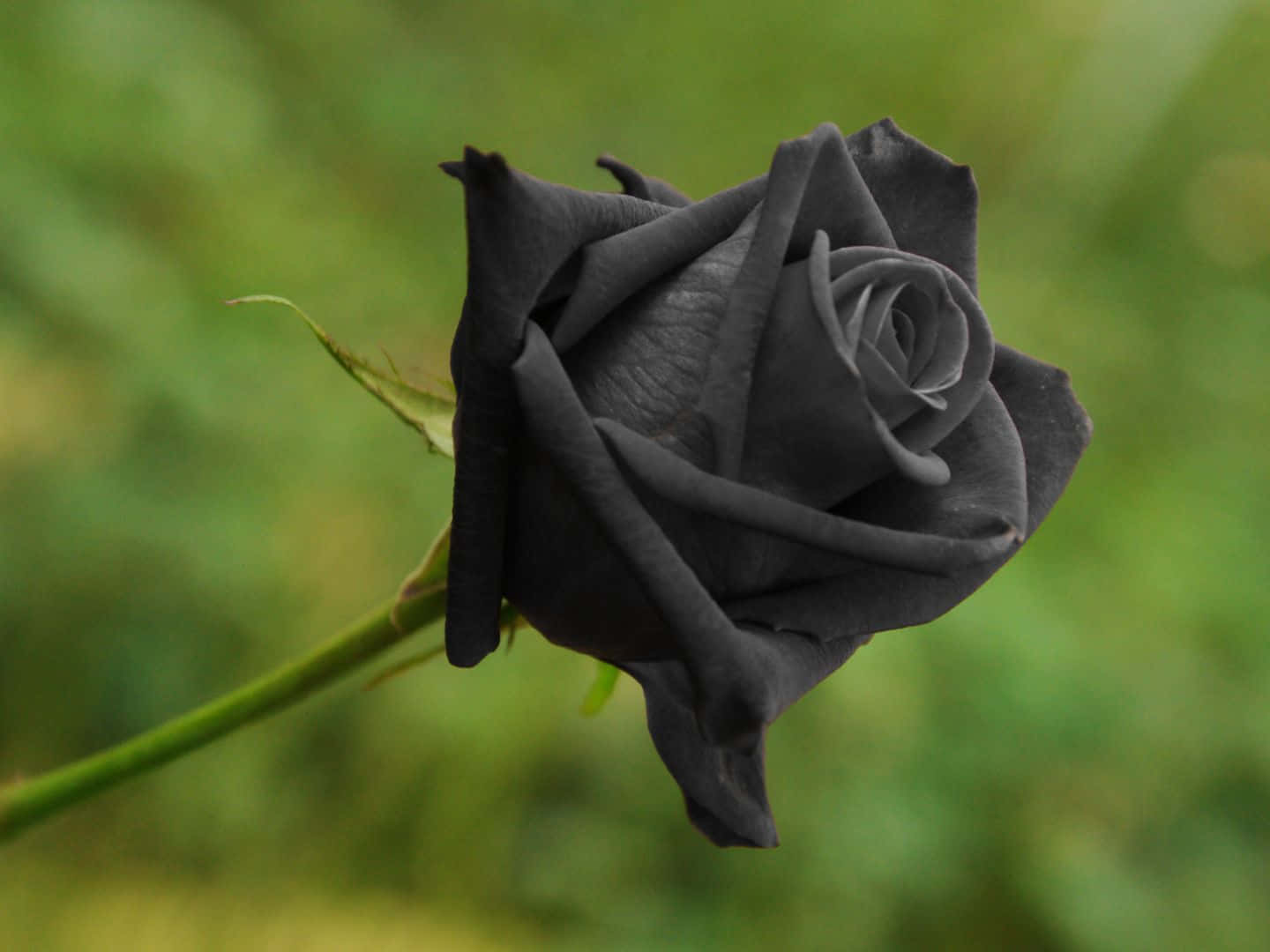 Саженцы черной розы. Черные розы Халфети. Черный цвет.