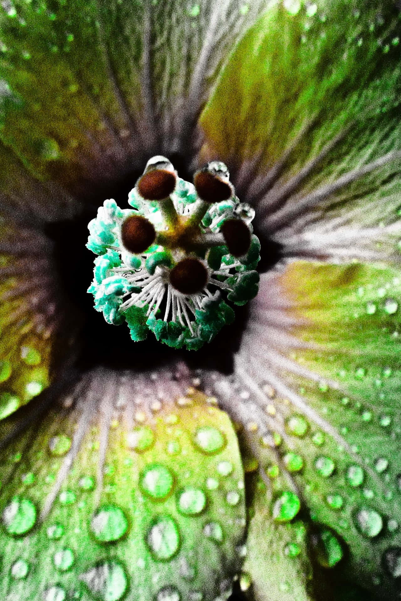 A Green Flower With Water Droplets On It Wallpaper