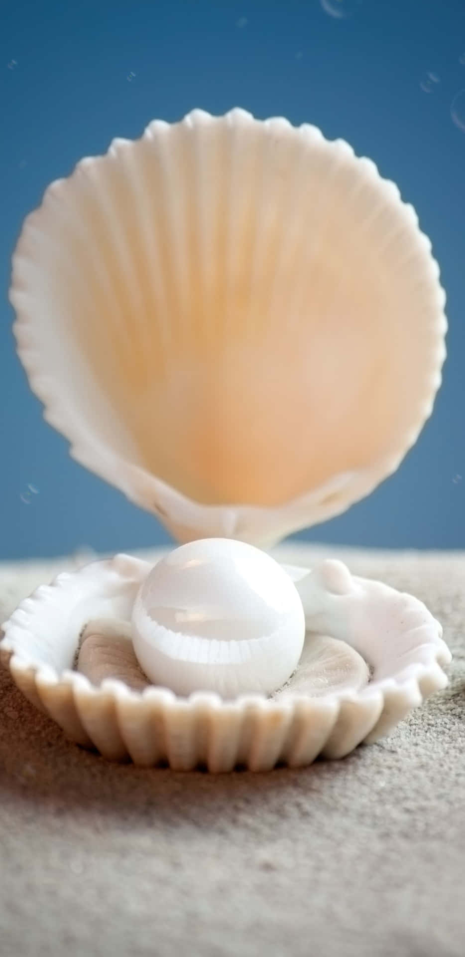 A Shell With A White Pill Inside Wallpaper