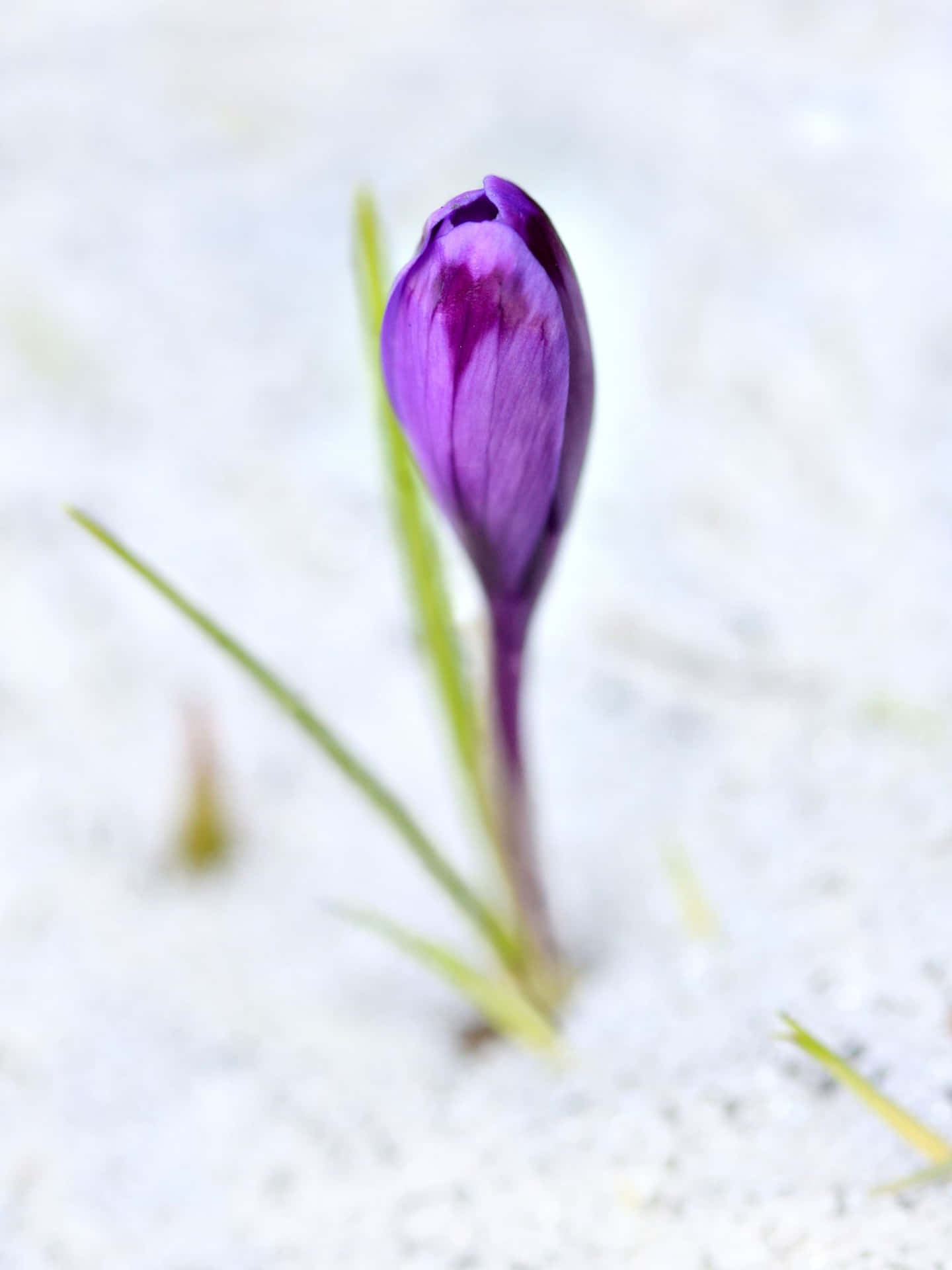 A Purple Flower Is Growing Out Of The Ground Wallpaper