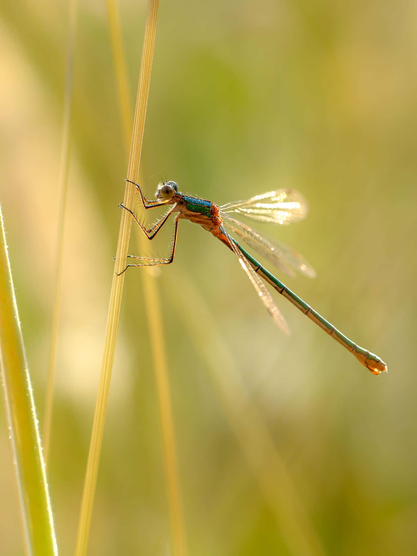 a dragonfly is sitting on a grass blade Wallpaper