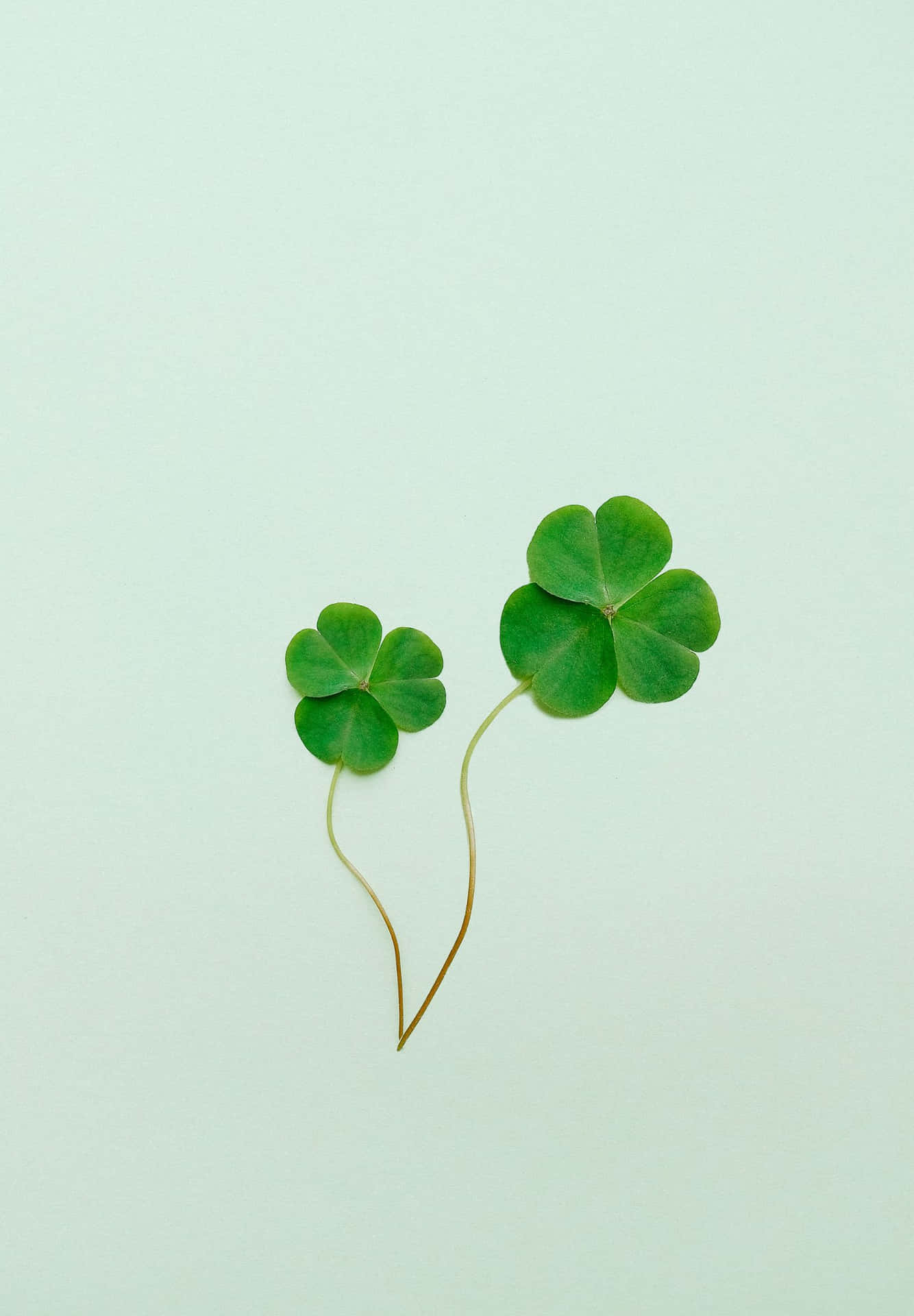 Three Clover Leaves On A Green Background Wallpaper