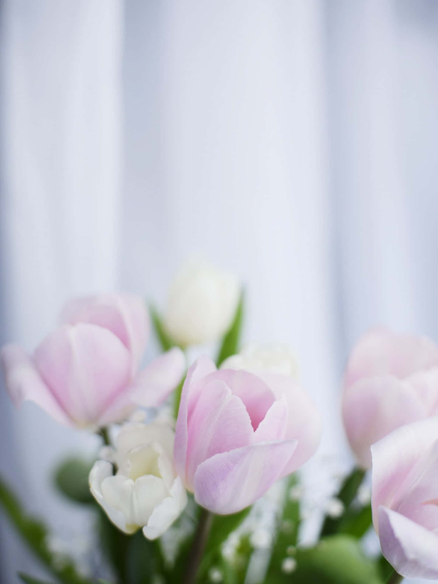 Pink And White Tulips In A Vase Wallpaper