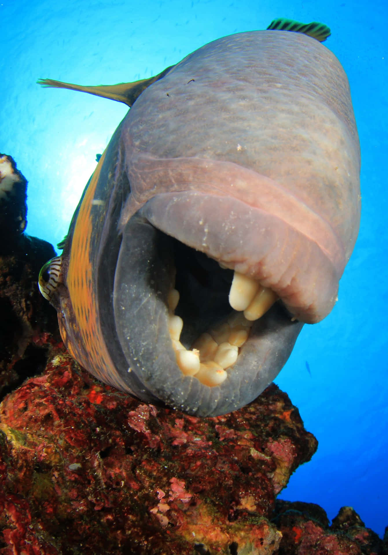 A Fish With Its Mouth Open On A Rock Wallpaper