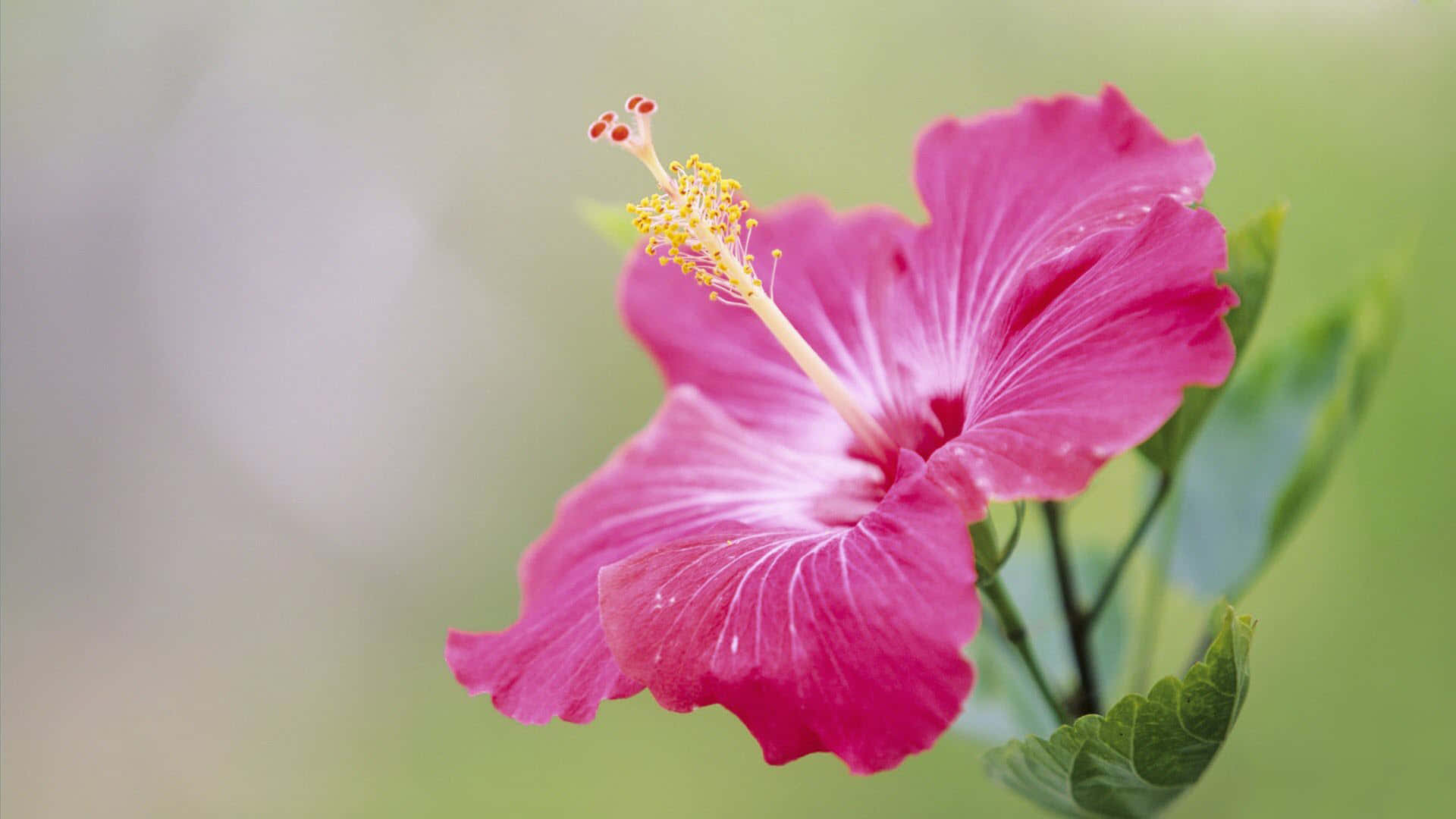 Unahermosa Flor Rosa Florece En Su Hábitat Natural Fondo de pantalla