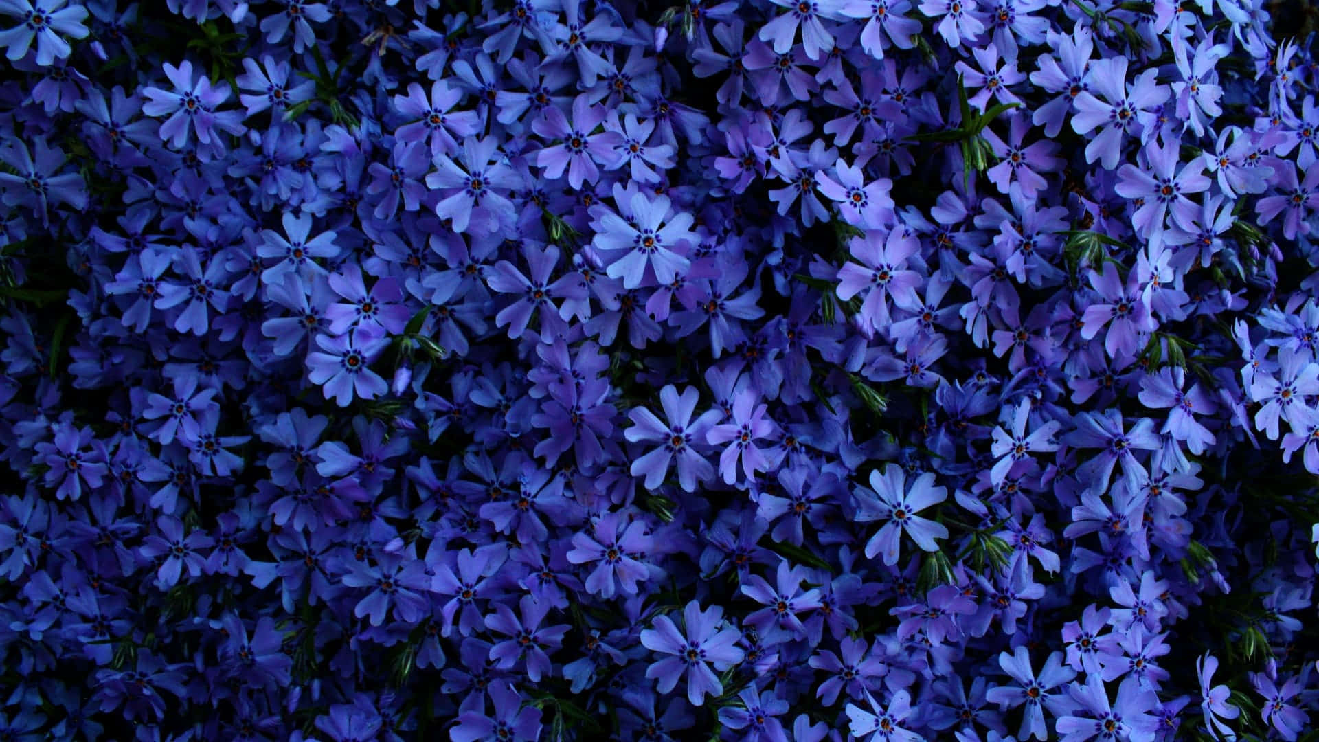 1920x 1080 Fiore Di Phlox Blu Selvaggio Sfondo