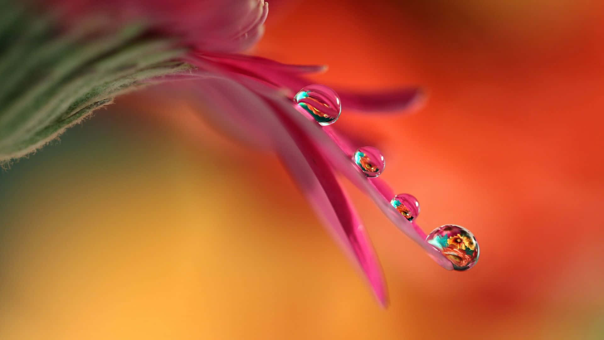 Wassertropfenauf Einer Blume. Wallpaper