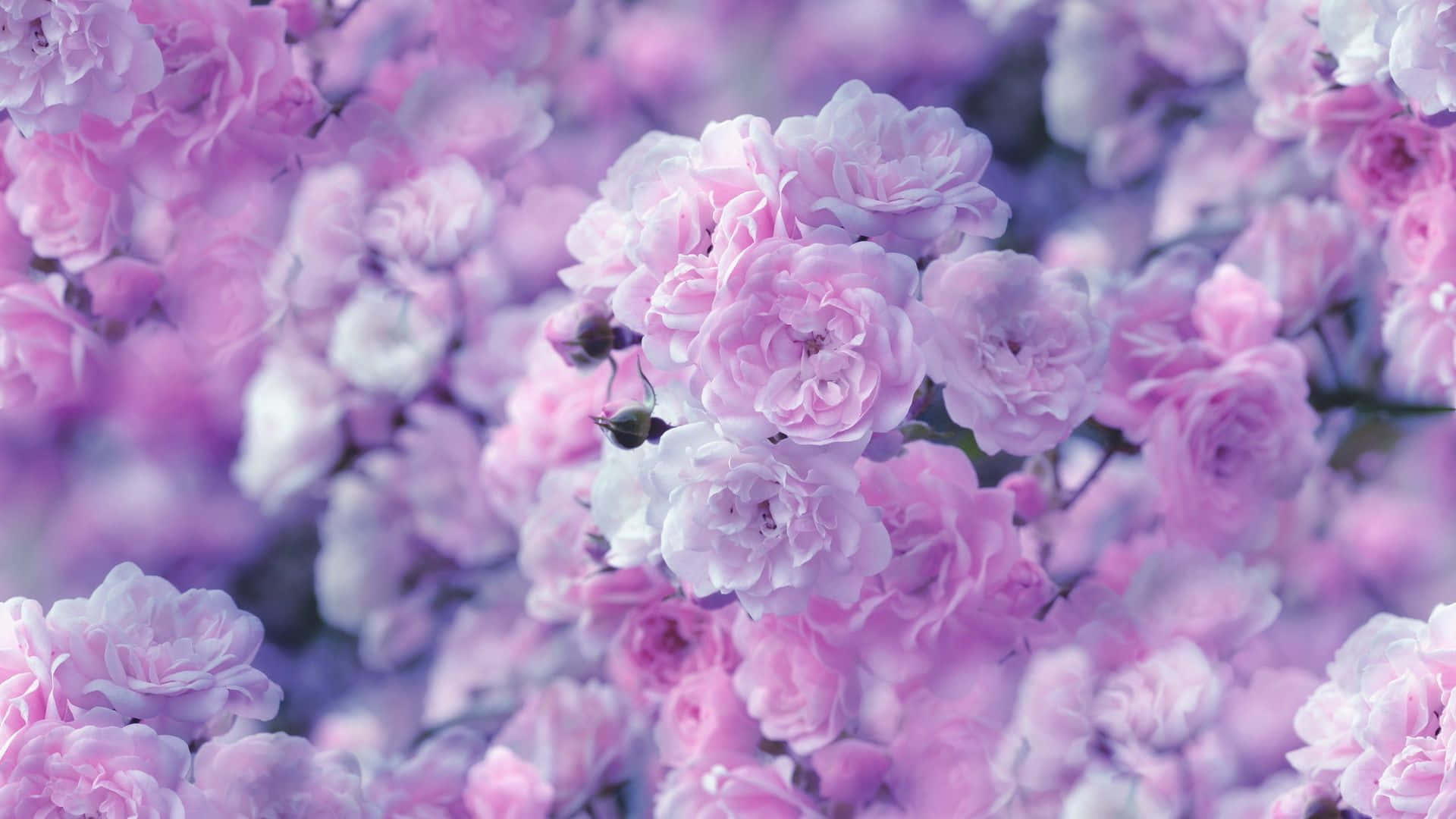 1920 X 1080 Aesthetic Soft Pink Flower Wallpaper
