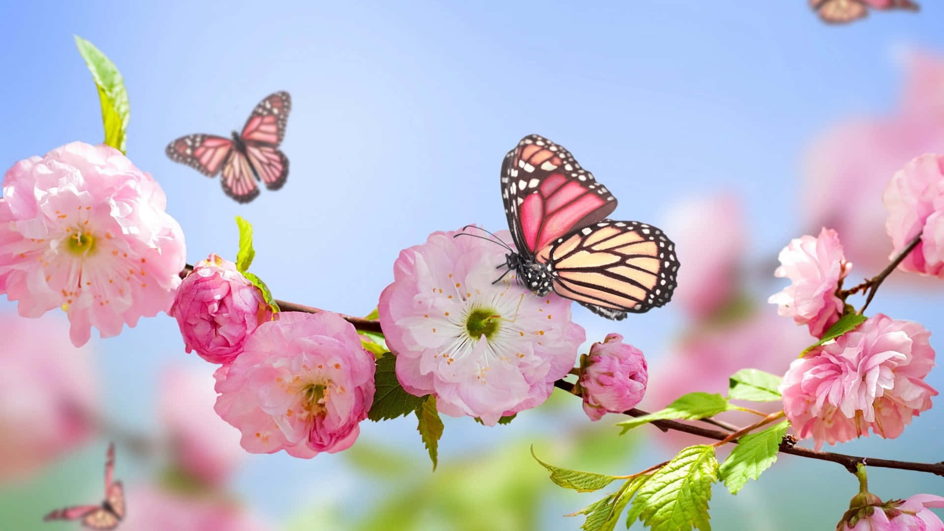 1920 X 1080 Flower Pink Cherr Blossom Butterfly Wallpaper