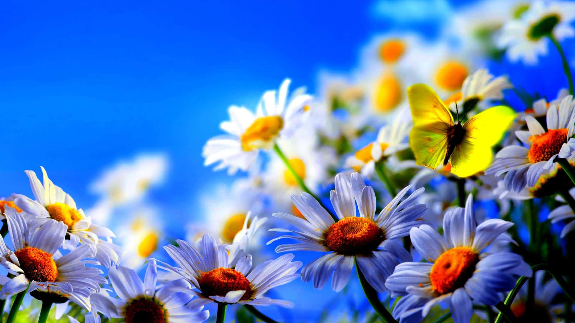 A vibrant and colourful flower in full bloom Wallpaper
