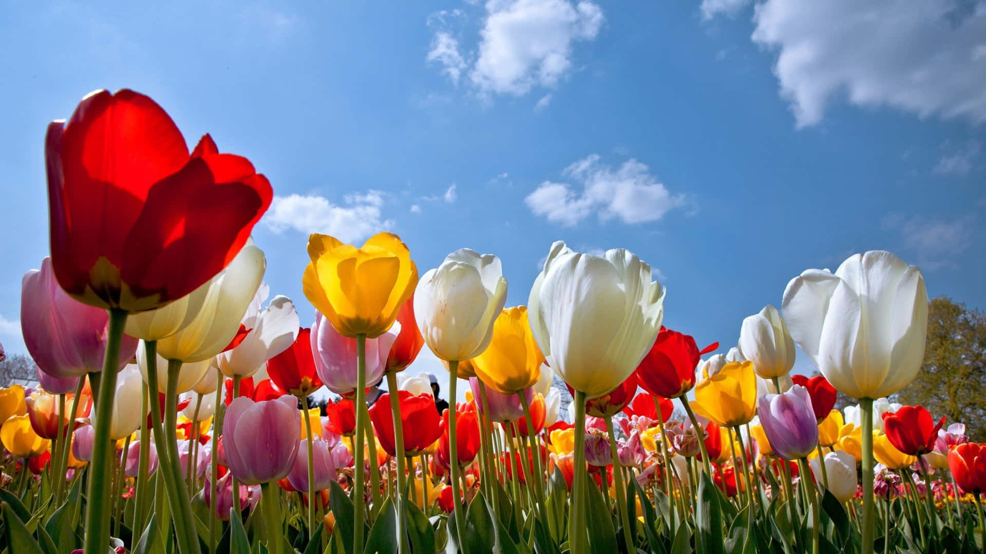 1920 X 1080 Flower Colorful Tulips Summer Wallpaper