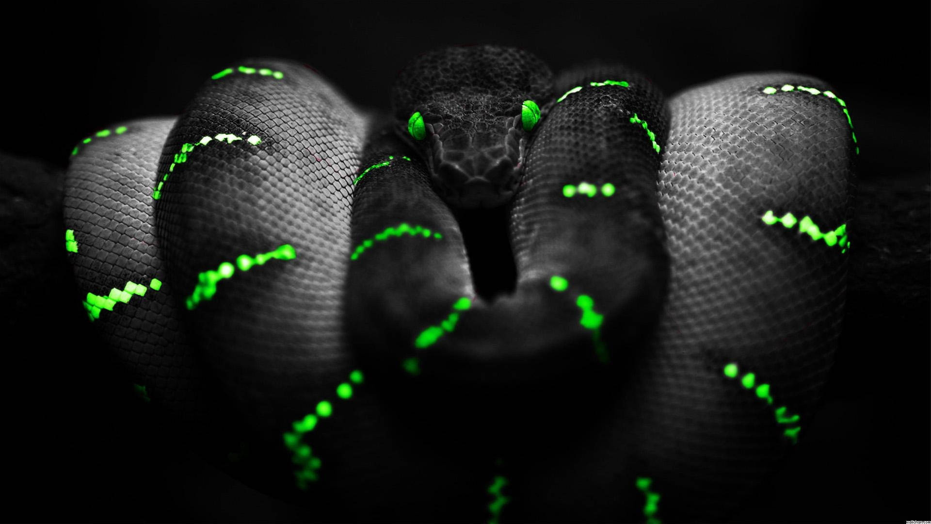 1920x1080 4k Glowing Black And Green Snake Wallpaper