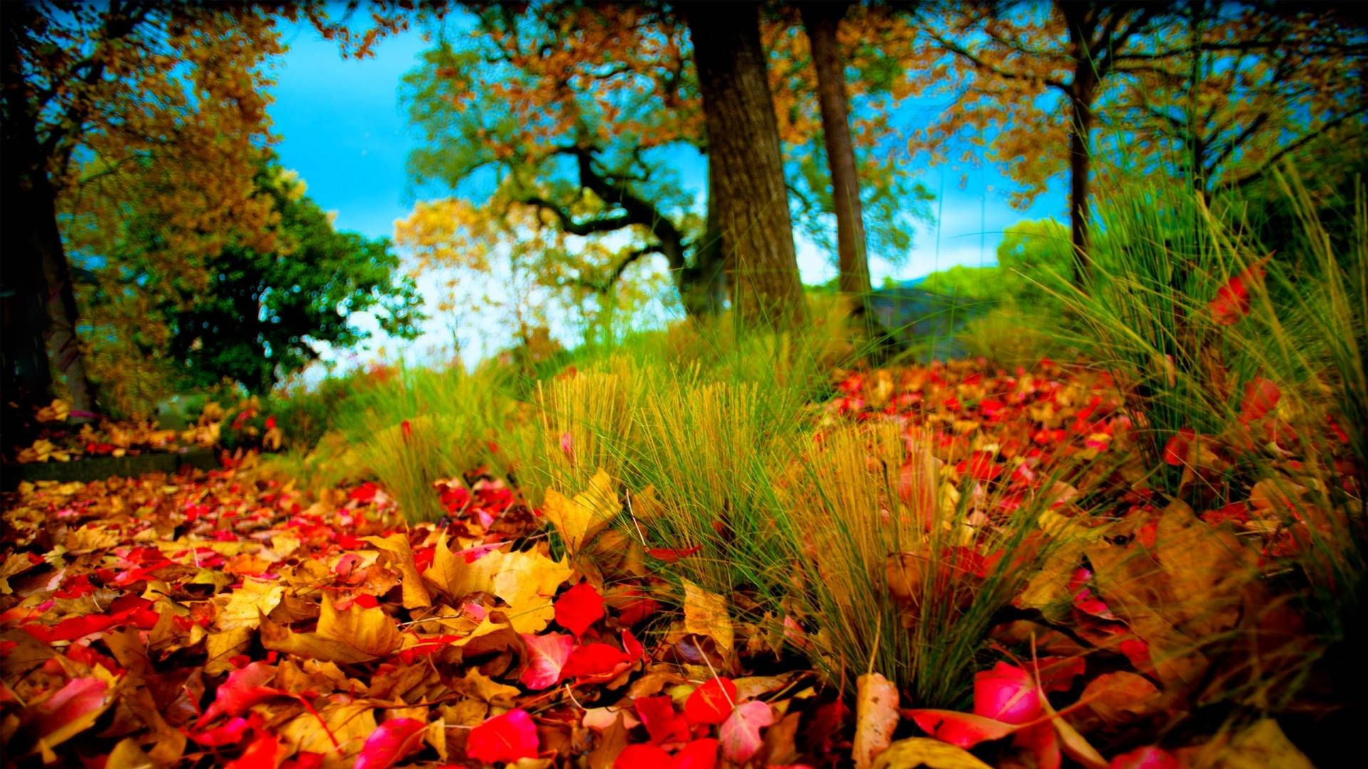 1920x1080 Full Hd Nature Autumn Leaves Wallpaper
