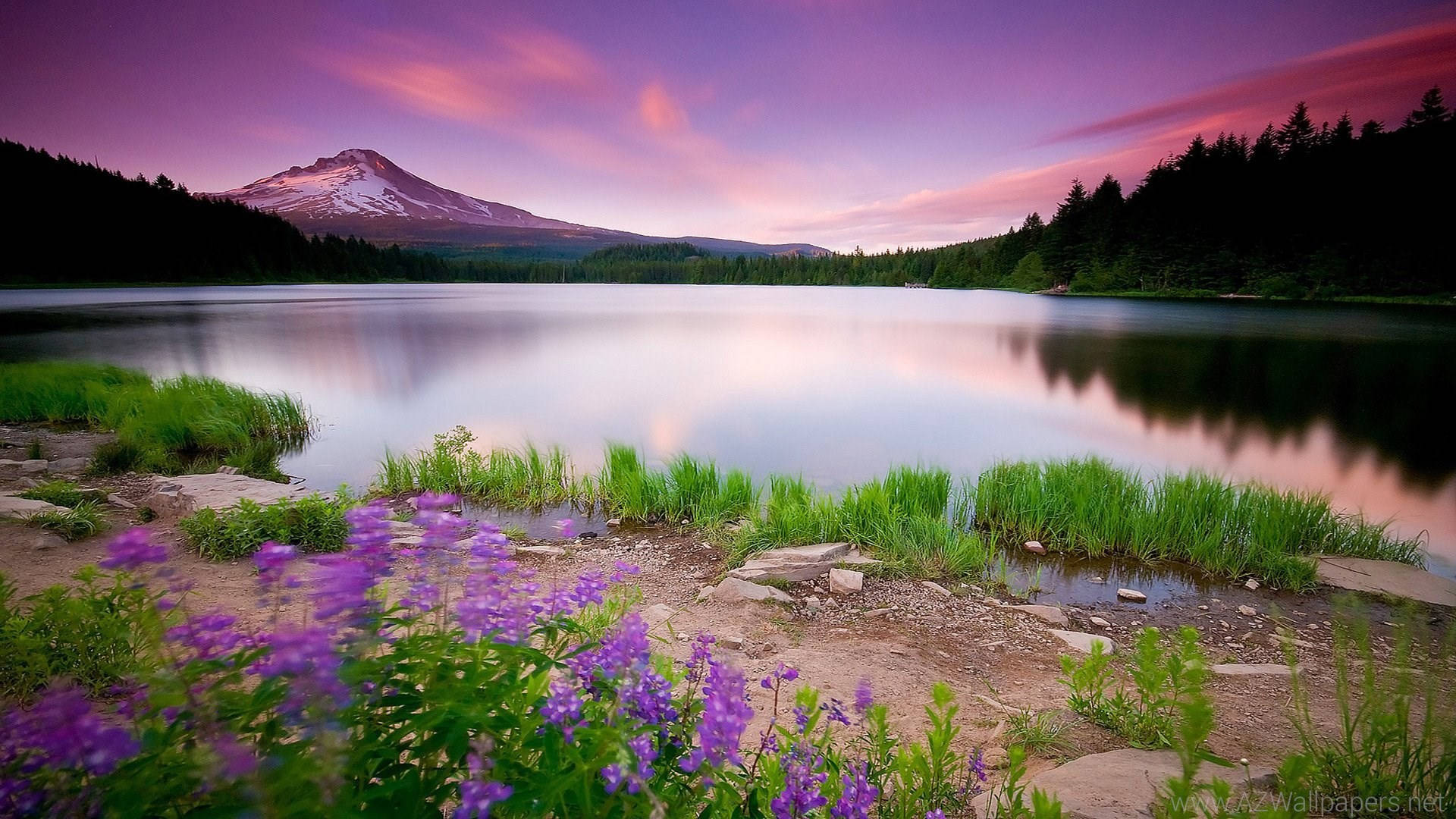1920x1080 Full Hd Nature Clear Lake And Flowers Wallpaper