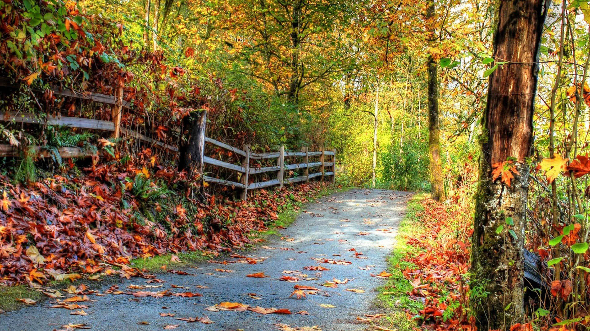 1920x1080 Full Hd Nature Pathway Dried Leaves Wallpaper