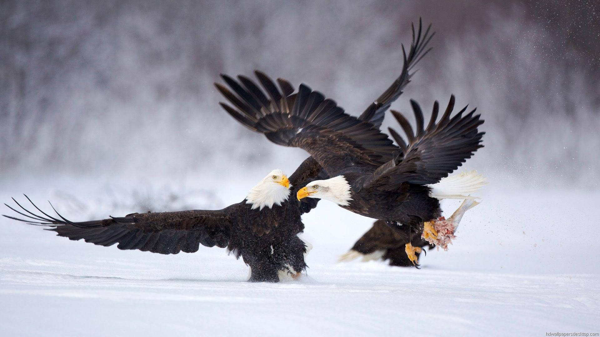 1920x1080 Full Hd Two Eagles On Snow Wallpaper