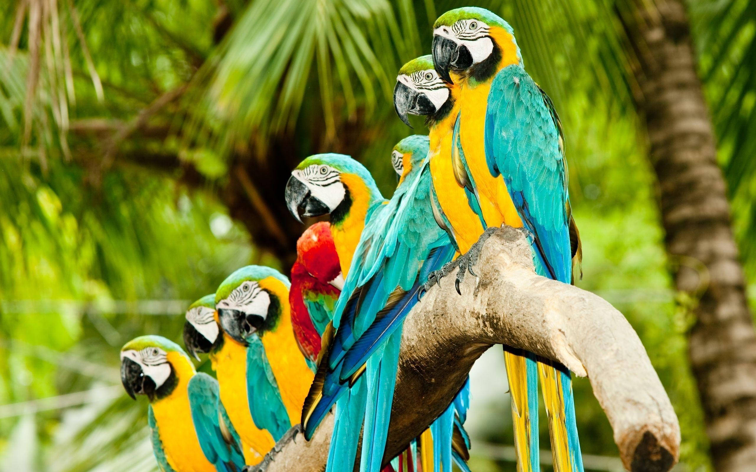 1920x1080 Hd Birds Blue-and-yellow Macaw Wallpaper