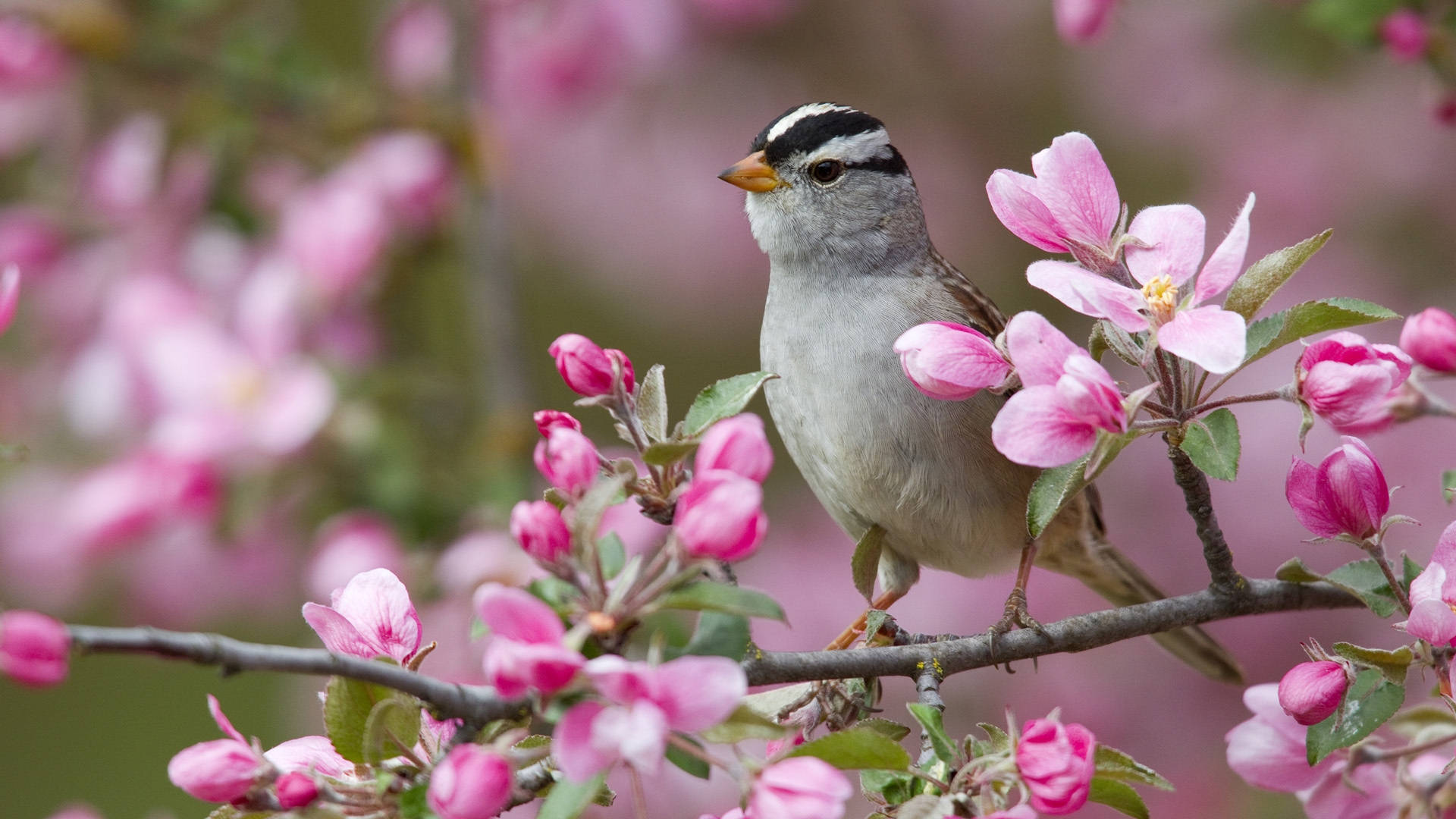 1920x1080 Hd Birds White-crowned Sparrow Wallpaper