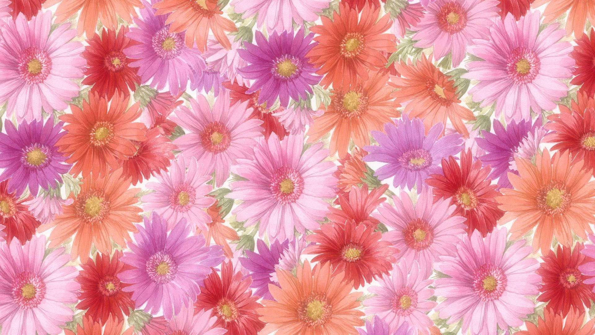 1920x1080 HD Blossom Gerbera-blomster Tapet Wallpaper