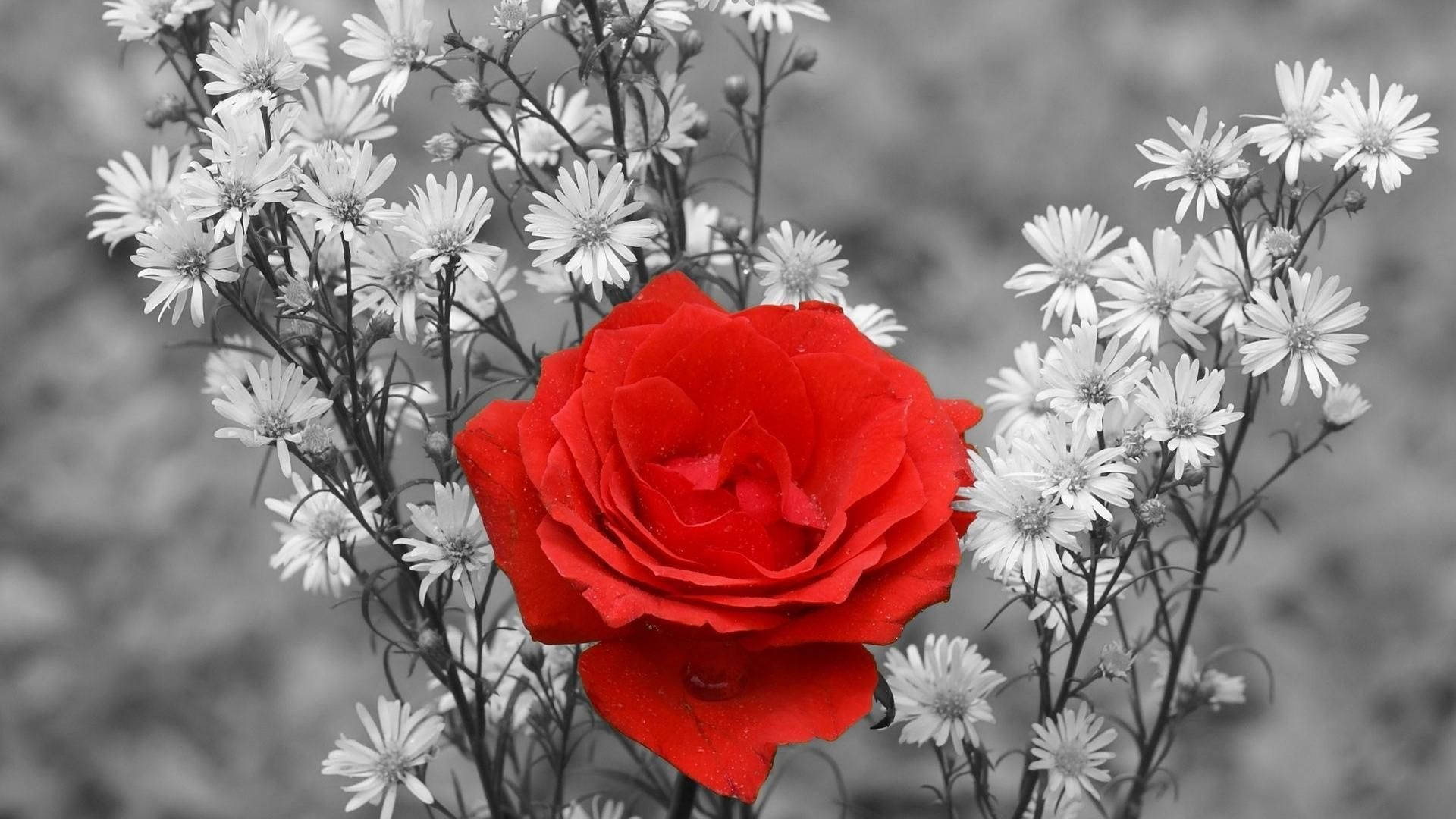 1920x1080 HD Blomst Rose Tapet: Smukke roser tegnet i stilsikker HD-opløsning. Wallpaper