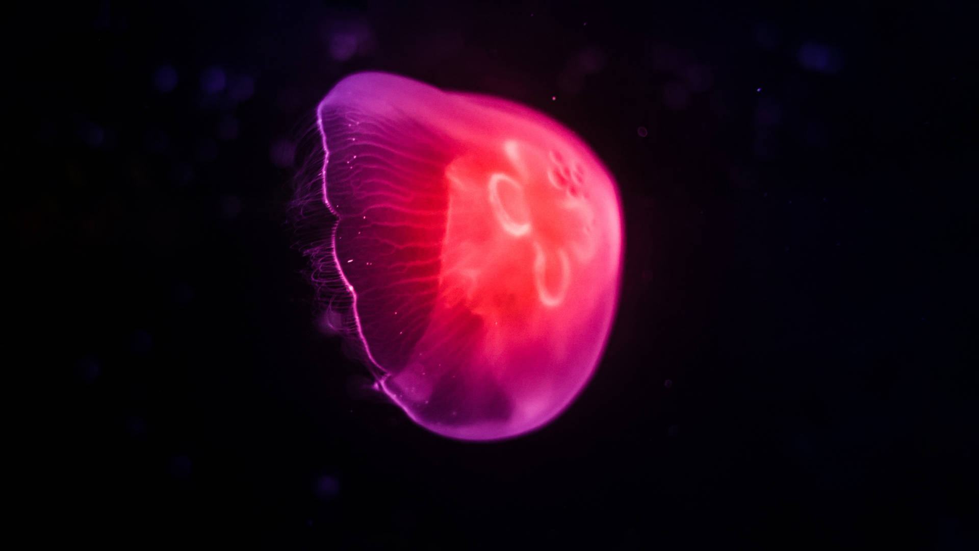 1920x1080 Hd Glowing Pink Jellyfish Background