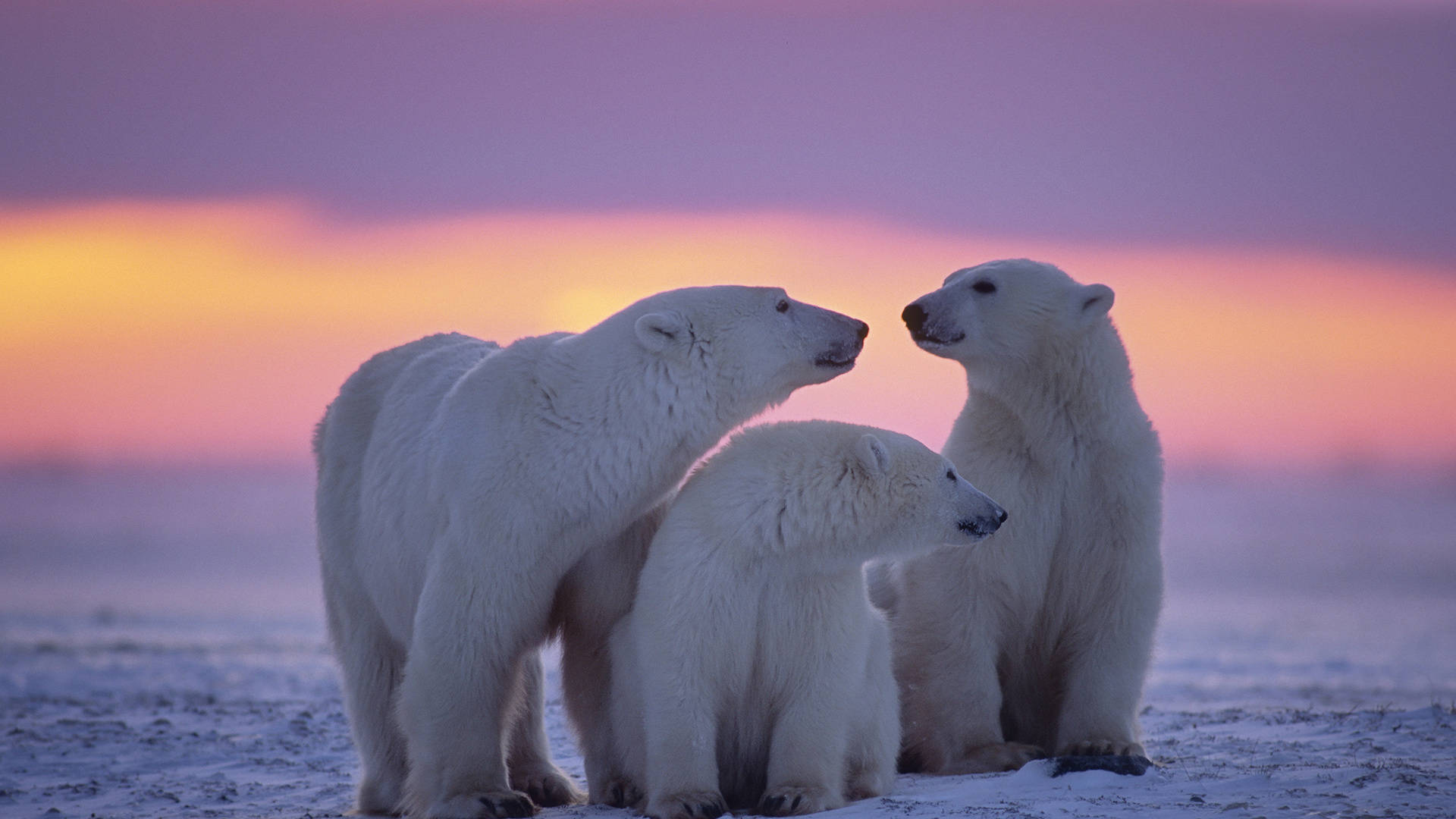 1920x1080 Hd Polar Bear Family Background