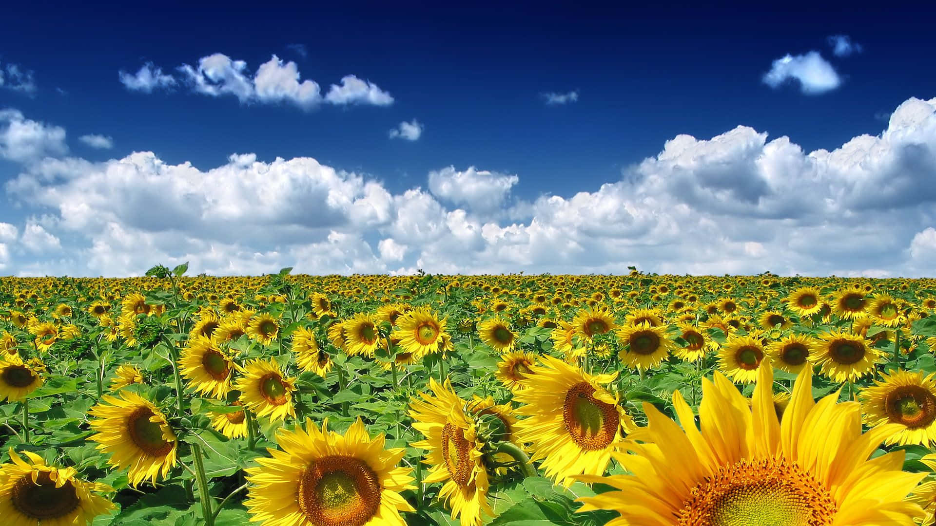 1920x1080 Sunflower Field In Summer Background