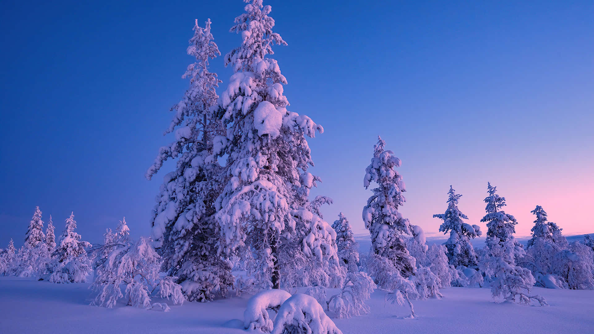 Ennaturskön Vinterlandskap Av Snötäckta Träd.