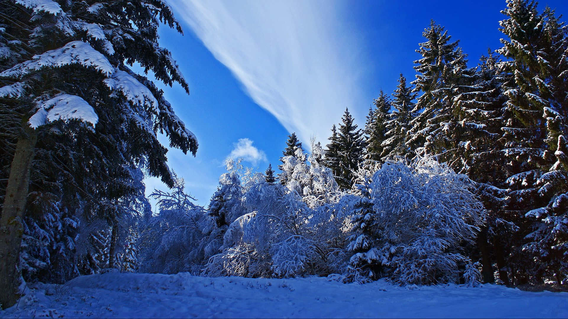 A Beautiful Winter Scene on a Crisp Sunny Day
