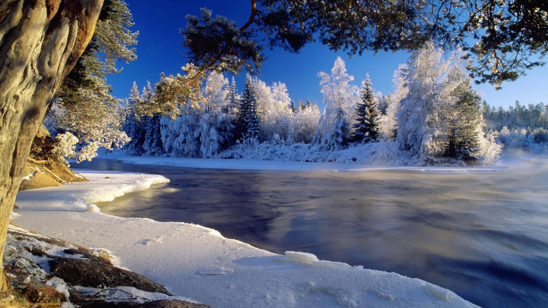 Enjoy a beautiful winter landscape