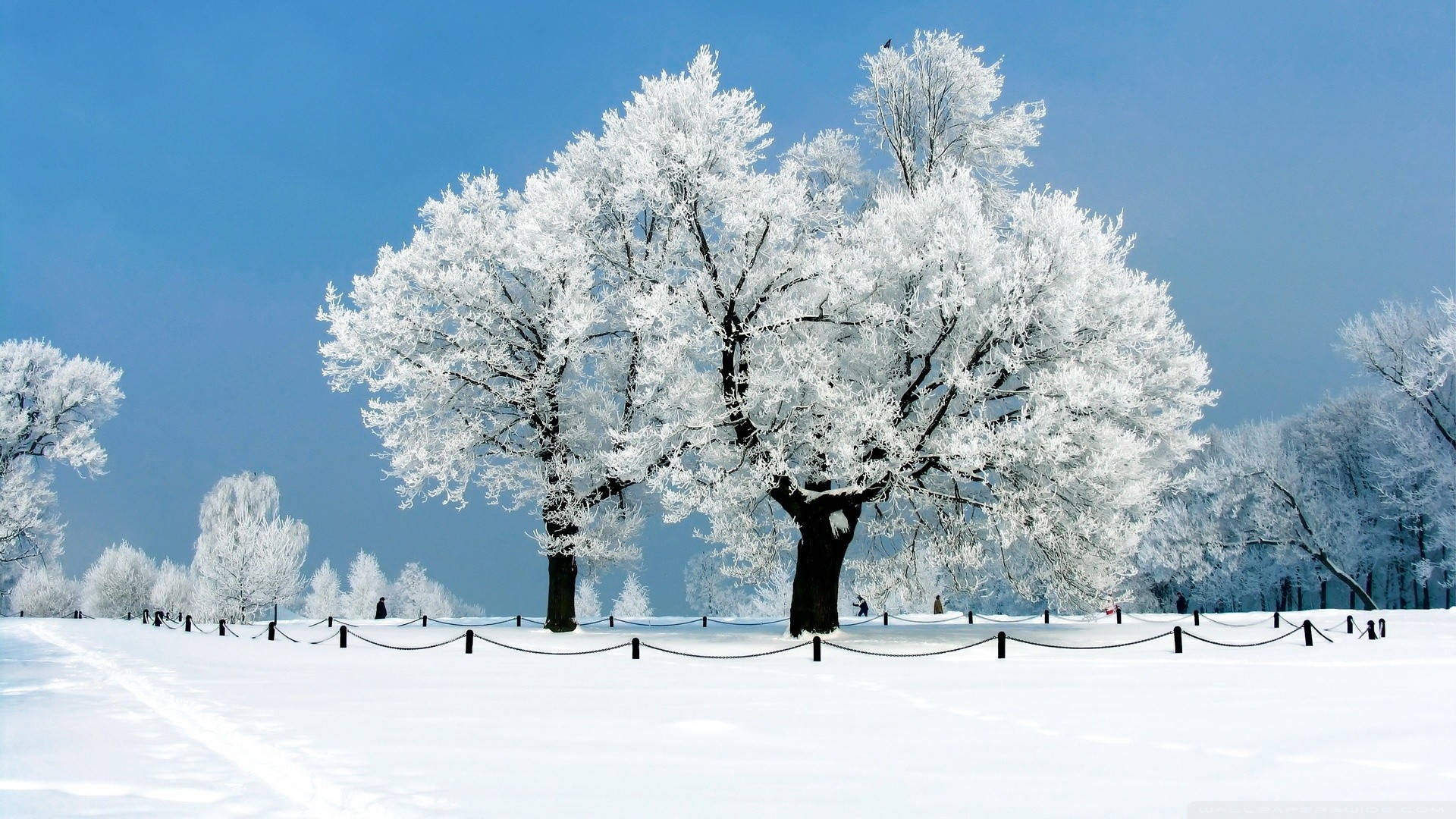 1920x1080 Winter Desktop Background Of Trees Wallpaper