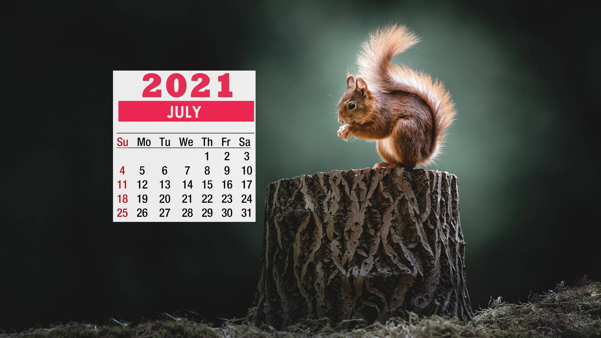 A Squirrel Is Sitting On A Stump With A Calendar Wallpaper