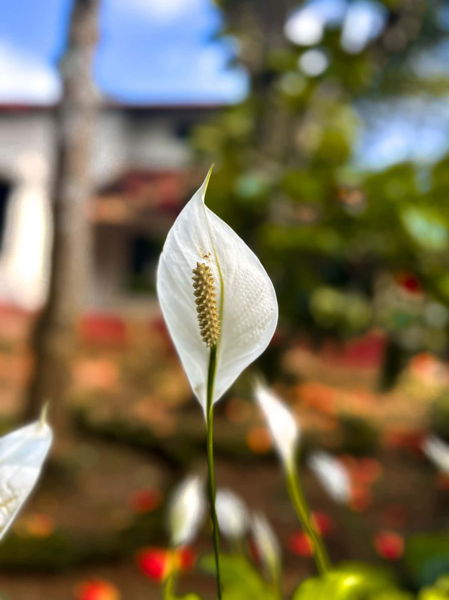 White Flower In Front Of A House Wallpaper