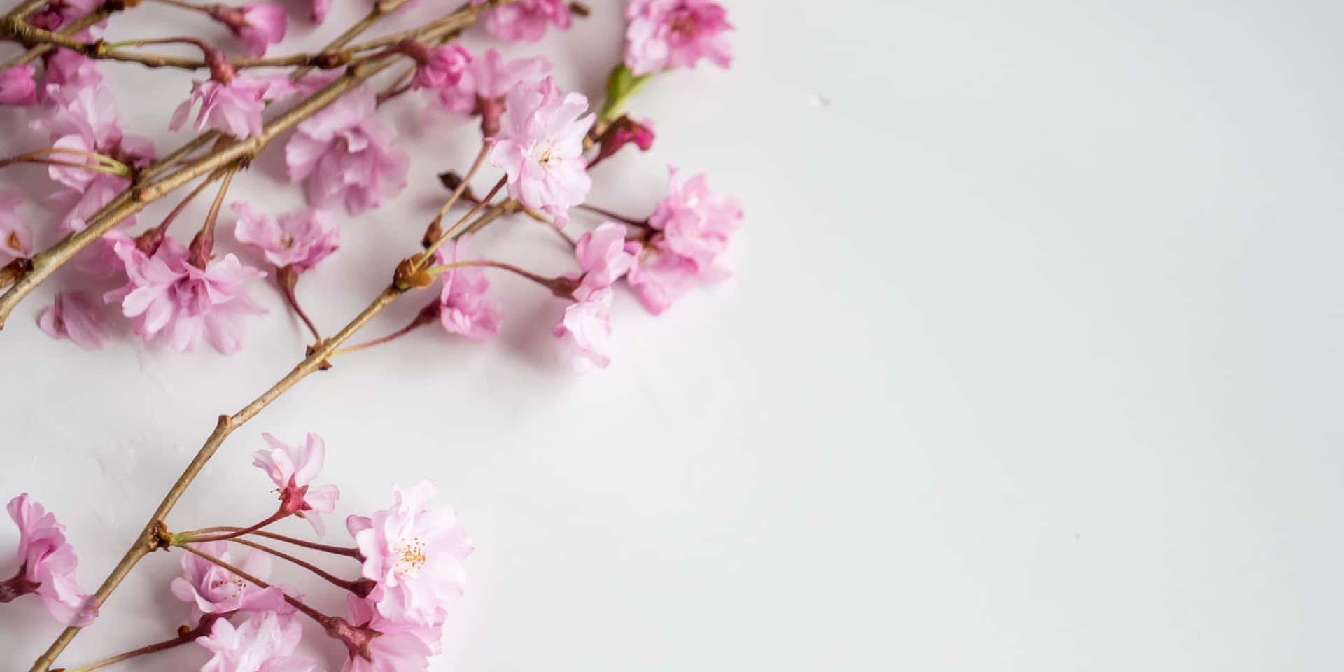 pink cherry blossoms on white background Wallpaper