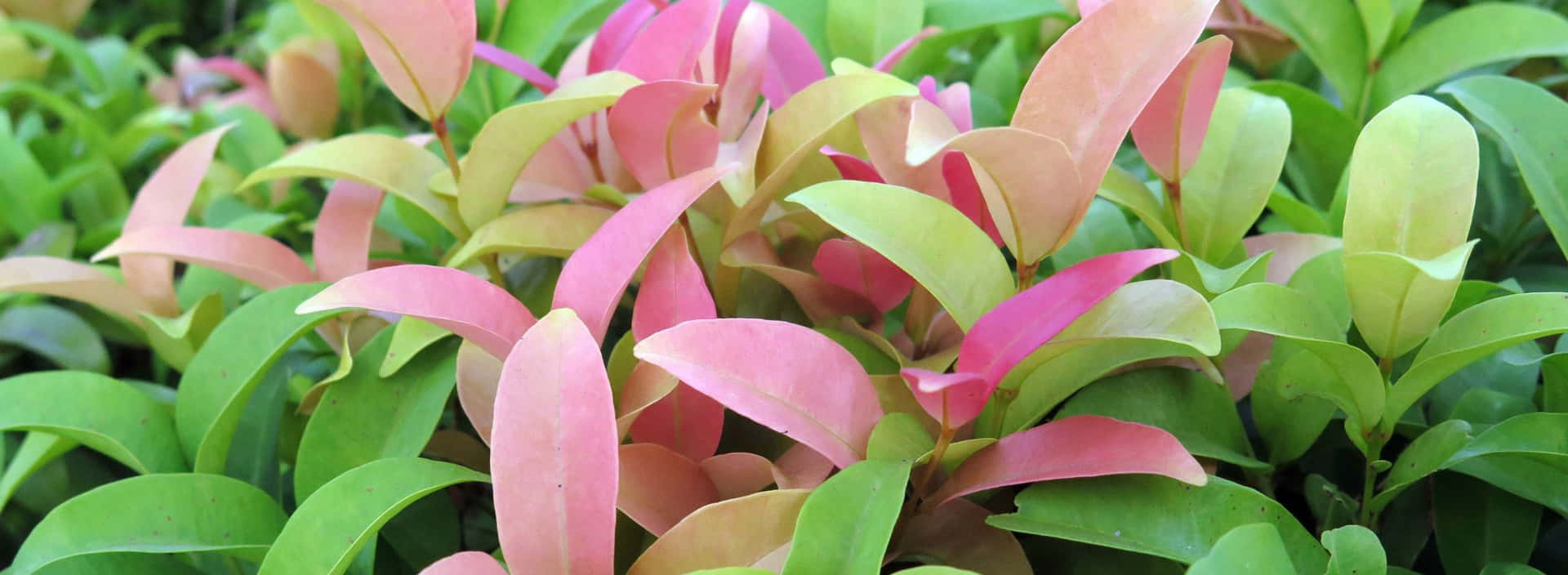 A Pink And Green Plant With Leaves Wallpaper